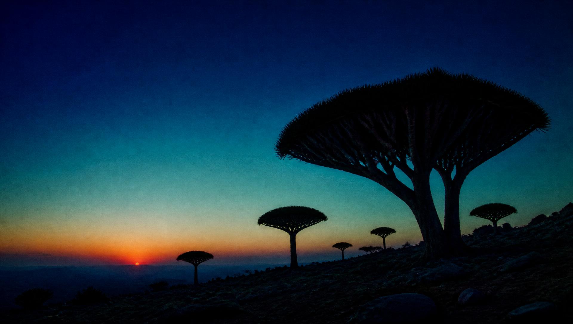 Silhuetas de árvores sangue-de-dragão ao pôr do sol